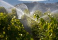 Vineyard Irrigation Okanagan Valley BC