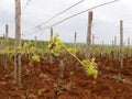 Vineyard in Istria in early spring