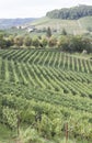 Vineyard italian landscape: Neive,