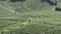 Vineyard italian landscape:  Roero and Monferato Royalty Free Stock Photo