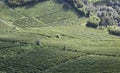 Vineyard italian landscape:  Roero and Monferrato Royalty Free Stock Photo