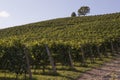 Vineyard italian landscape:  Roero and Monferrato Royalty Free Stock Photo