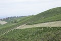 Vineyard italian landscape:  Roero and Monferrato Royalty Free Stock Photo