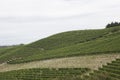 Vineyard italian landscape:  Roero and Monferrato Royalty Free Stock Photo