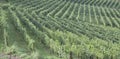 Vineyard italian landscape: Roero, Monferrato Royalty Free Stock Photo