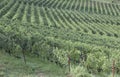 Vineyard italian landscape: Roero, Monferrato Royalty Free Stock Photo