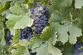 Vineyard italian landscape: Roero, Monferrato Royalty Free Stock Photo