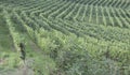 Vineyard italian landscape: Roero, Monferrato Royalty Free Stock Photo