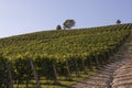 Vineyard italian landscape:  Roero and Monferrato Royalty Free Stock Photo