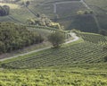 Vineyard italian landscape:  Roero and Monferrato Royalty Free Stock Photo