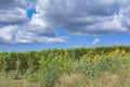 Vineyard of Jugenheim,Rheinhessen,Germany Royalty Free Stock Photo