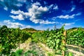 Vineyard in Kakheti region, Georgia