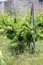 Vineyard Royalty Free Stock Photo