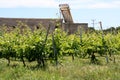 Vineyard Royalty Free Stock Photo