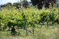 Vineyard Royalty Free Stock Photo