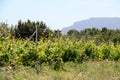 Vineyard Royalty Free Stock Photo