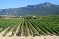 Vineyard in La Rioja Royalty Free Stock Photo