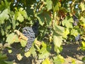 Vineyard in la Rioja before the harvest, Spain Royalty Free Stock Photo