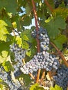 Vineyard in la Rioja before the harvest, Spain Royalty Free Stock Photo