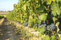 Vineyard in la Rioja before the harvest, Spain Royalty Free Stock Photo