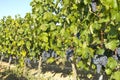 Vineyard in la Rioja before the harvest, Spain Royalty Free Stock Photo