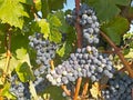 Vineyard in la Rioja before the harvest, Spain Royalty Free Stock Photo