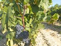 Vineyard in la Rioja before the harvest, Spain Royalty Free Stock Photo