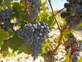 Vineyard in la Rioja before the harvest, Spain Royalty Free Stock Photo