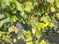 Vineyard in la Rioja before the harvest, Spain Royalty Free Stock Photo