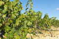 Vineyard in la Rioja before the harvest, Spain Royalty Free Stock Photo