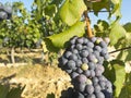 Vineyard in la Rioja before the harvest, Spain Royalty Free Stock Photo