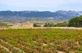 Vineyard in La Rioja, the largest wine producing region in Spain Royalty Free Stock Photo