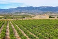 Vineyard in La Rioja, the largest wine producing region in Spain Royalty Free Stock Photo