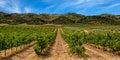 Vineyard in La Rioja with mountain and blue sky