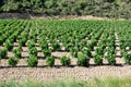 Vineyard at La Rioja (Spain) Royalty Free Stock Photo