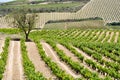 Vineyard, La Rioja (Spain) Royalty Free Stock Photo