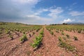 Vineyard in La rioja, Spain. Royalty Free Stock Photo