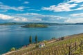 Vineyard by the lake of Biel Royalty Free Stock Photo