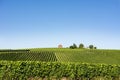 Vineyard on Lake Constance Royalty Free Stock Photo