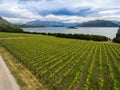 Vineyard at Lake Wanaka, New Zealand Royalty Free Stock Photo