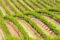 Vineyard landscape