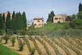 Vineyard landscape