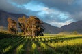 Vineyard landscape