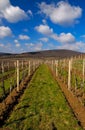 Vineyard Landscape