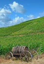 Vineyard Landscape in Ahrtal,Germany Royalty Free Stock Photo