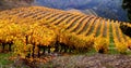 Vineyard Landscape in autumn Royalty Free Stock Photo