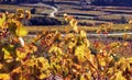 Vineyard Landscape in autumn Royalty Free Stock Photo