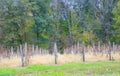 Vineyard landscape. Autumn grapes harvest Royalty Free Stock Photo