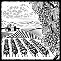 Vineyard landscape black and white