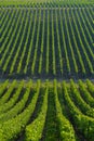 Vineyard landscape-Bordeaux Viney